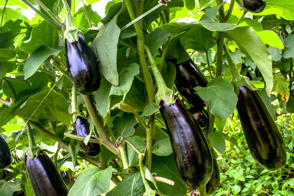 Eggplant Plant | Spring Vegetables To Plant In Your Garden
