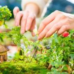 Fairy garden | DIY Miniature Fairy Garden | Featured
