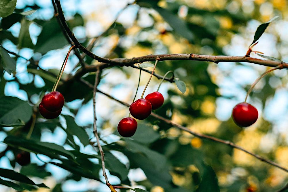 Fresh Red Cherries | Spring Fruits You Should Plant In Your Garden