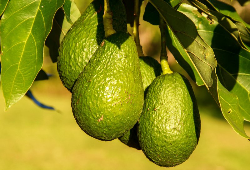 Avocados hanging on tree | Spring Fruits You Should Plant In Your Garden | Featured