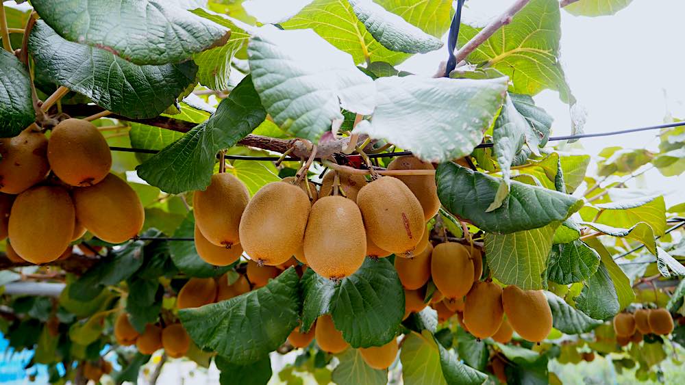 Kiwi Tree Near Harvest | Spring Fruits You Should Plant In Your Garden