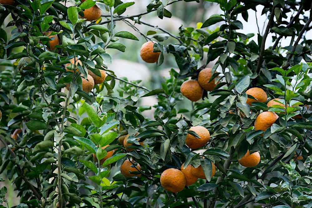 Orange Fruit Tree | Spring Fruits You Should Plant In Your Garden | fruits list