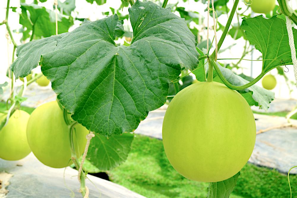 Ripe Honeydew Hanging | Spring Fruits You Should Plant In Your Garden
