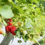 Strawberries In Macro Shot | Spring Fruits You Should Plant In Your Garden | Featured