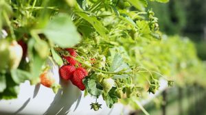 Strawberries In Macro Shot | Spring Fruits You Should Plant In Your Garden | Featured