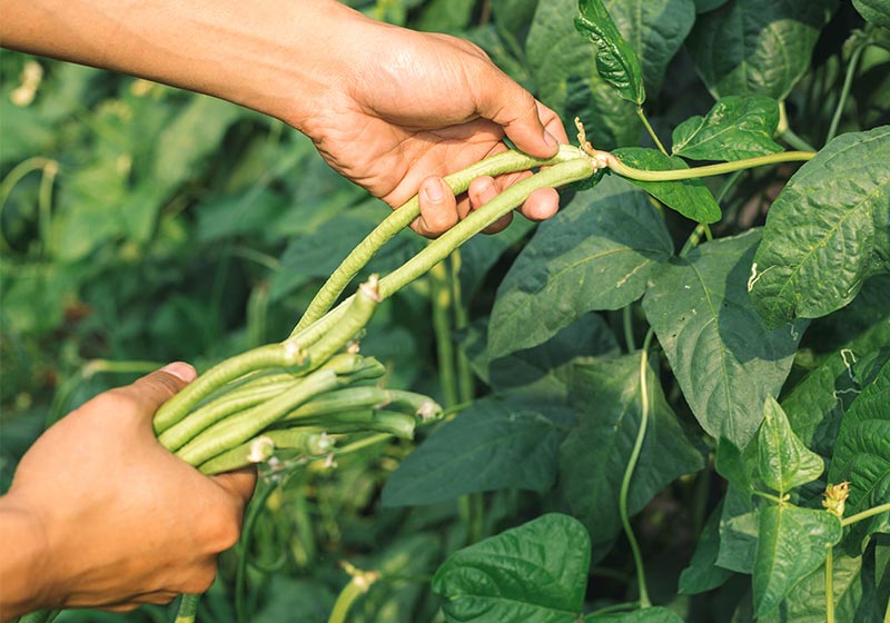 Harvest Yardlong beans organic vegetable garden | Perfect Summer Garden Crops For A Bountiful Harvest | best summer crops