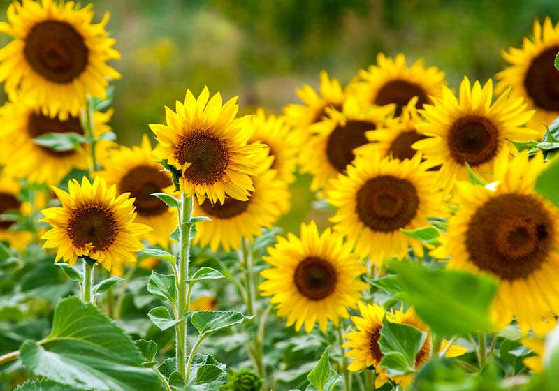 Sunflower natural background | Perfect Summer Garden Crops For A Bountiful Harvest | best summer crops