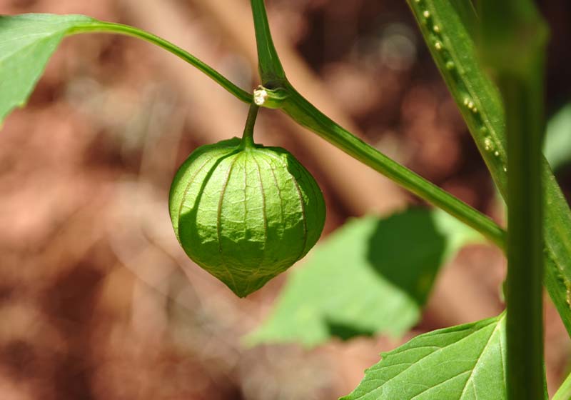 Tomatillo purple Physalis ixocarpa calyx detail | Perfect Summer Garden Crops For A Bountiful Harvest | best summer crops
