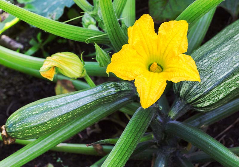 Zucchini plant | Perfect Summer Garden Crops For A Bountiful Harvest | late summer vegetables to plant