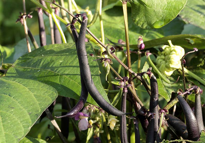 blue-violet bush beans | Perfect Summer Garden Crops For A Bountiful Harvest | backyard vegetable garden ideas
