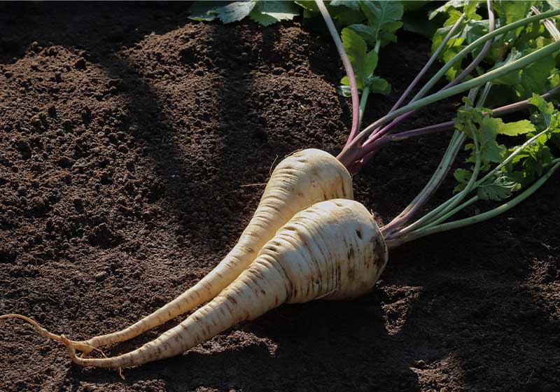 fresh parsnip in raised bed | Perfect Summer Garden Crops For A Bountiful Harvest | backyard vegetable garden ideas