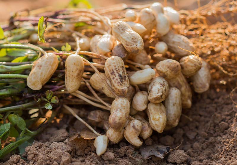 fresh peanuts plants with roots | Perfect Summer Garden Crops For A Bountiful Harvest | summer vegetables