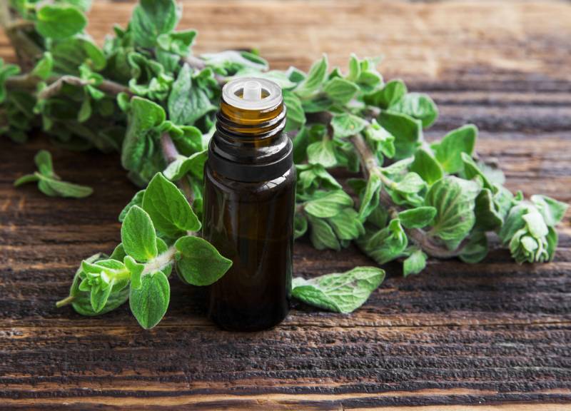 Oregano | Herbs To Plant In Your Garden To Fight Off Flu And How To Use Them