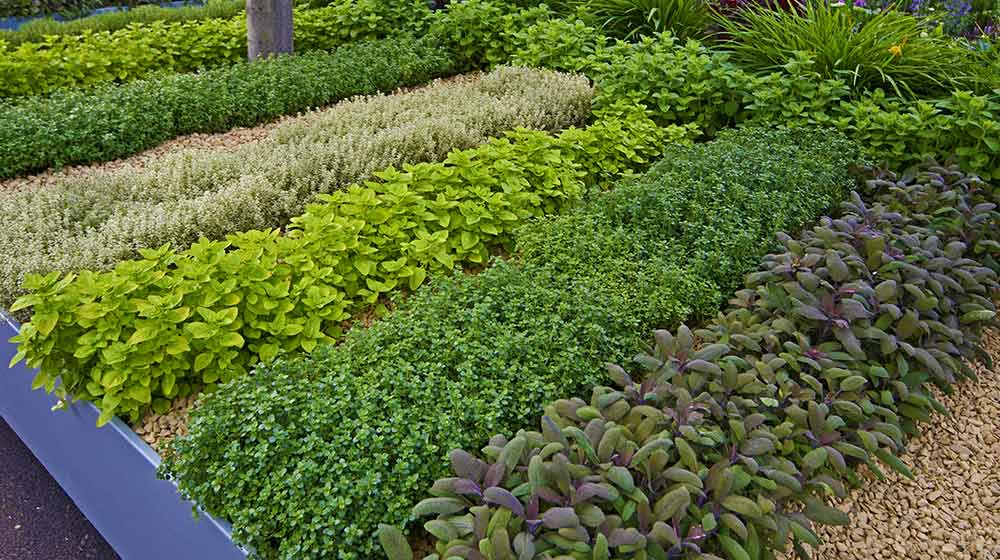 A well laid out Herb Garden | Best Spring Herbs To Grow in Your Garden | herbs to plant in spring | featured