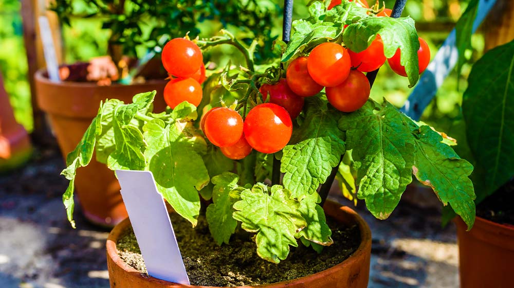 Growing tomato plants in pots indoors