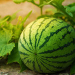 Watermelon is growing in the garden | how to grow watermelon properly | garden season guide | fruit garden | featured