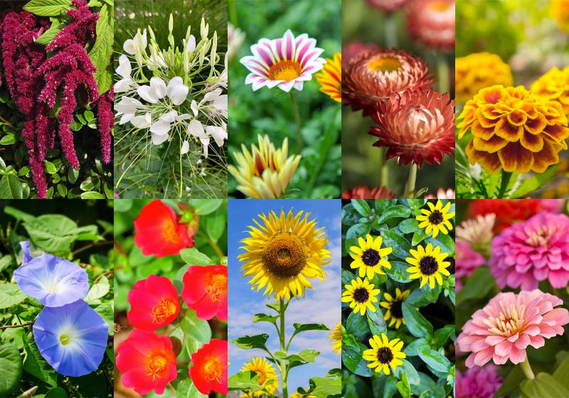 summer flowers | Great Garden Activities You Can Do Over Memorial Day Weekend | flower