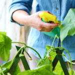 woman in vegetable garden sprays pesticide on leaf of plant with caterpillar, care of plants for growth concept | Organic Insecticides You Can Make at Home | organic pesticide for vegetable garden | featured