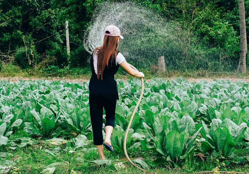 Beautiful young female watering in organic vegetable farm | What's The Best Time To Water Plants During Summer Time | how often should you water plants