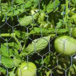 Caged Green Tomatoes | DIY Tomato Cages and Stakes To Properly Support Your Tomato Plants | how to use tomato cages | featured