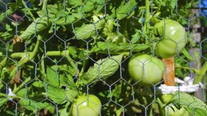Caged Green Tomatoes | DIY Tomato Cages and Stakes To Properly Support Your Tomato Plants | how to use tomato cages | featured