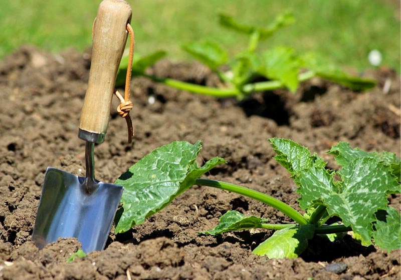 Garden trowel in vegetable garden allotment | Growing Zucchini | Garden Season Guide From Planting To Harvesting | vegetable garden