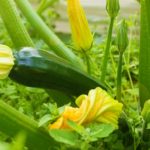 Green zucchini in garden in summer day | Growing Zucchini | Garden Season Guide From Planting To Harvesting | how to grow zucchini | featured