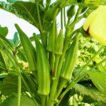 Lady Fingers or Okra vegetable on plant in farm | Growing Okra Plant | Ultimate Garden Season Guide | how to grow okra from seed | featured