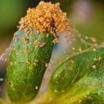Red spider mite on strawberry plant | How To Get Rid Of Red Spider Mites In 3 Simple Steps | summer pests | featured