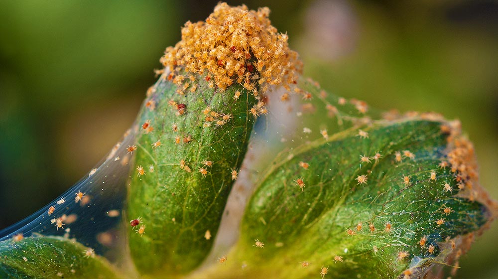 Red spider mite on strawberry plant | How To Get Rid Of Red Spider Mites In 3 Simple Steps | summer pests | featured