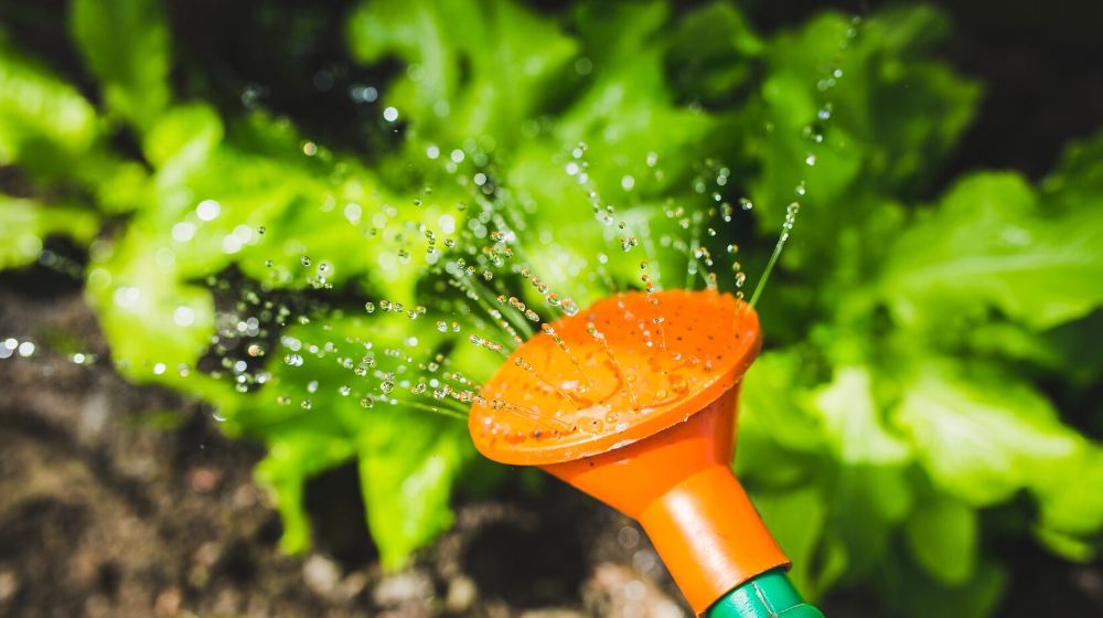 Watering plants with a watering can | What's The Best Time To Water Plants During Summer Time | how often should you water plants | featured