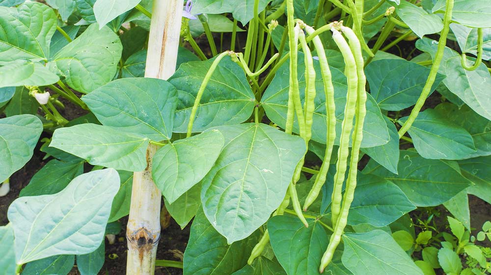 Young cowpea | How To Grow Southern Peas The Right Way | Garden Season Guide | black-eyed pea plant | featured
