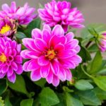 dahlia blossom | Summer Flowers To Plant Now For A Blooming Garden | garden flowers | Featured