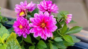 dahlia blossom | Summer Flowers To Plant Now For A Blooming Garden | garden flowers | Featured
