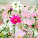 flowers cosmea flower cosmos | Your Ultimate Guide On Growing Cosmos Flower For A Colorful Garden | cosmos flower colors | featured