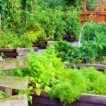 Community vegetable garden | Best Summer Vegetables And Fruits You Should Start Planting Now | summer garden | featured