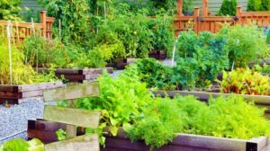 Community vegetable garden | Best Summer Vegetables And Fruits You Should Start Planting Now | summer garden | featured