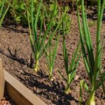 Home Grown Organin Onion Plants | How To Grow Onions In Your Raise Bed Garden | vegetable gardening | featured