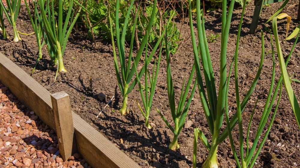 Home Grown Organin Onion Plants | How To Grow Onions In Your Raise Bed Garden | vegetable gardening | featured