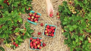 freshly picked strawberries | A Gardener's Guide on How To Grow Strawberries | Featured