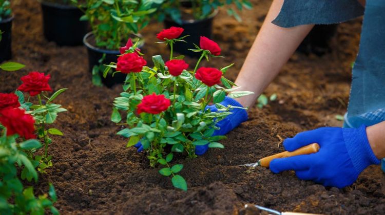 How to grow a rose from seed