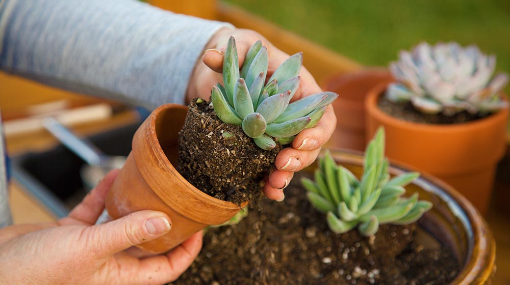 Planting succulent plant into a clay pot at garden bench in a backyard | The Best Pots and Soil For Succulents: Everything You Need To Know | succulent soil mix | featured
