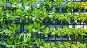 Rows of organic vegetables in black plastic pots on vertical garden | Best Crops To Plant In Your Vertical Vegetable Garden | vertical garden | featured