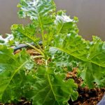 The vegetables in this pot are kale | How To Grow Kale In Containers The Right Way | how to grow kale | featured