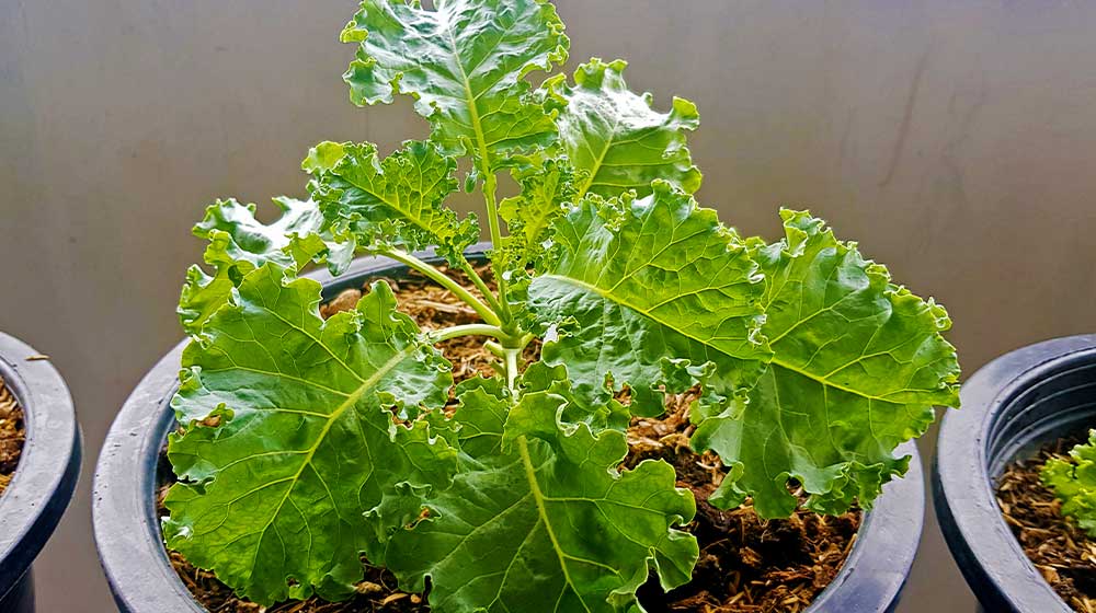 The vegetables in this pot are kale | How To Grow Kale In Containers The Right Way | how to grow kale | featured