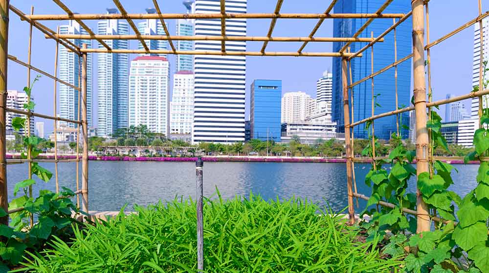 Vegetable plantation in urban garden | Amazing Benefits Of Urban Farming | urban gardening | featured