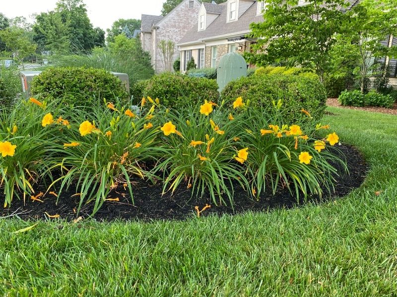 Yellow planting bed and mulched bedding | Mulch Colors: How To Choose The Right One For Your Garden