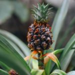 brown and green pineapple plant | How To Grow A Pineapple From Your Backyard | featured