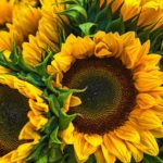closeup of sunflower | How To Grow Sunflowers In Your Flower Garden | sunflower seeds | featured