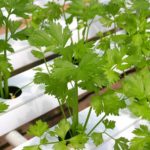 coriander hydroponic vegetables | Best Plants For Hydroponics | hydroponics for beginners | featured